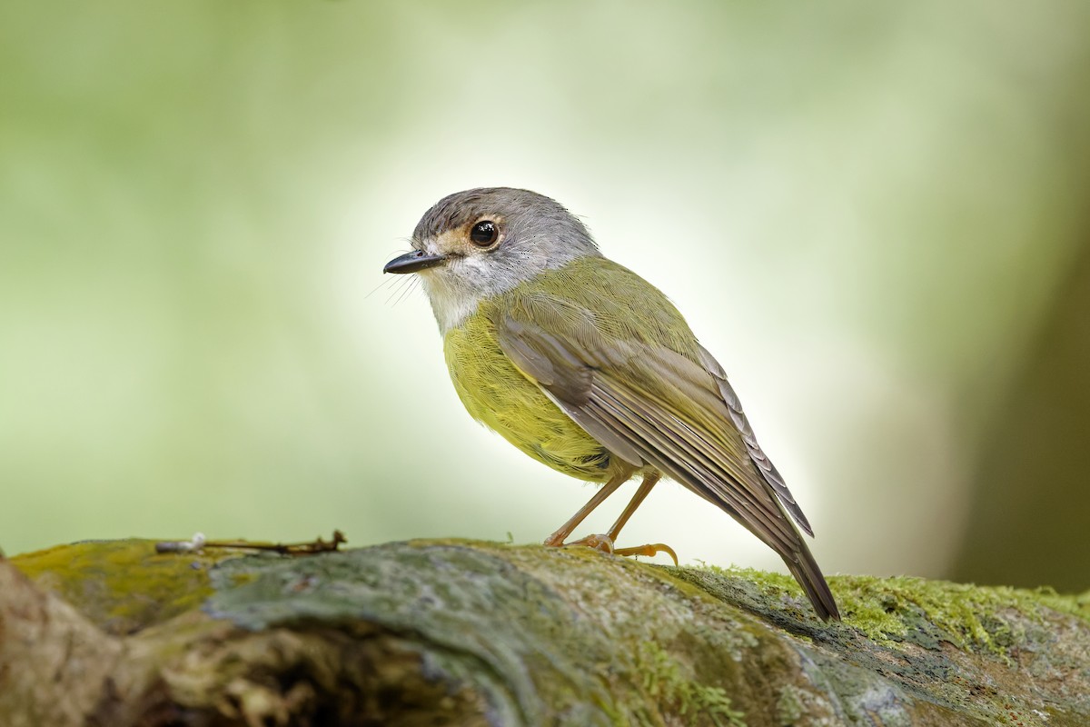 Pale-yellow Robin - ML625071131