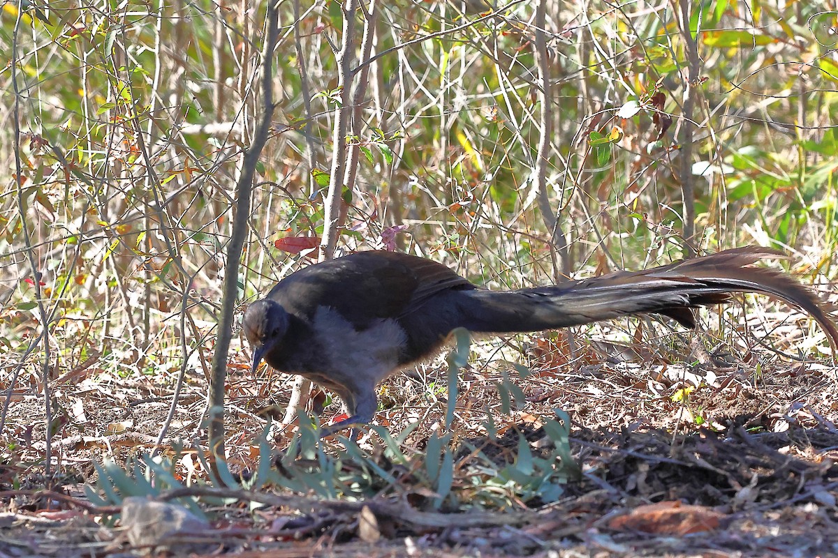 Superb Lyrebird - dag cato