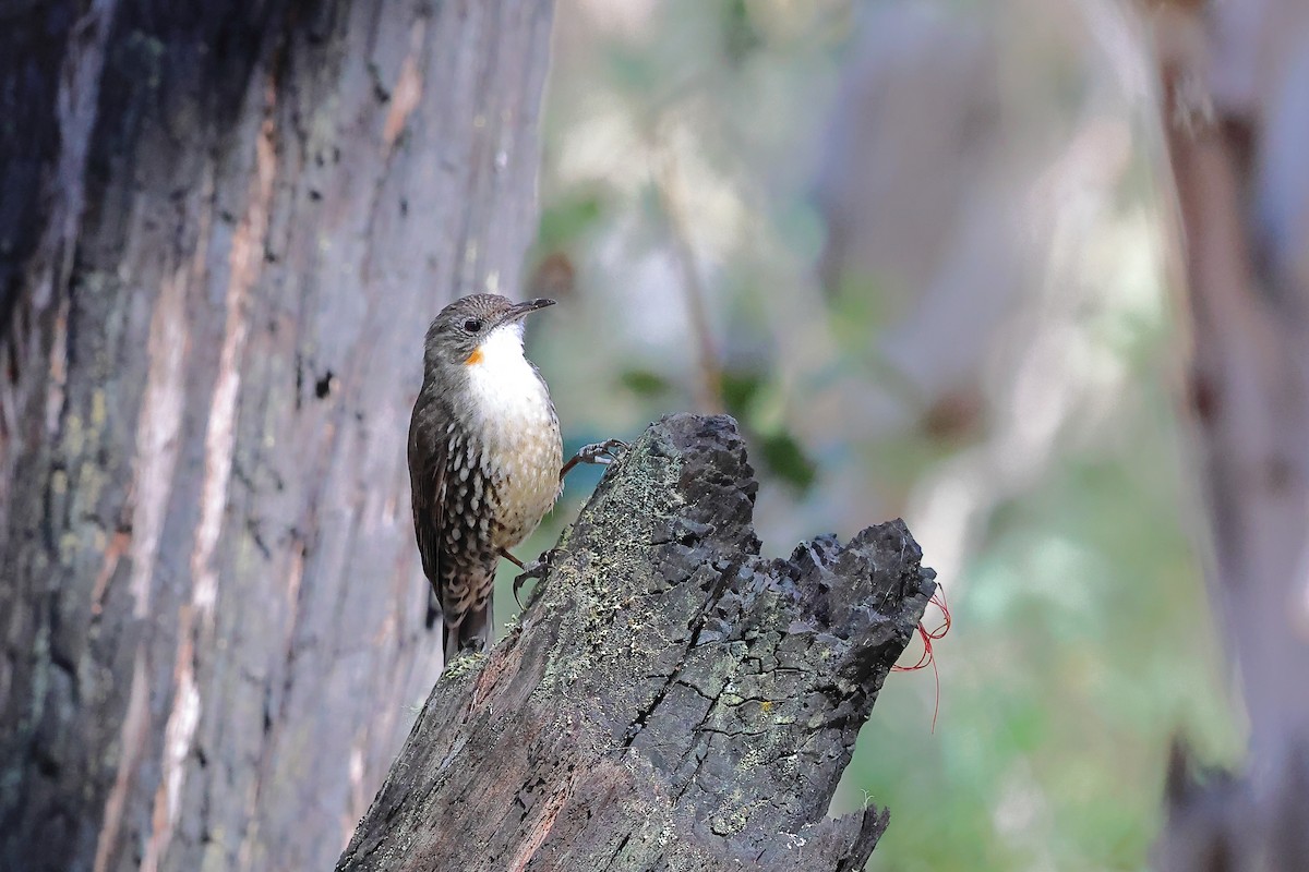 White-throated Treecreeper - ML625071232