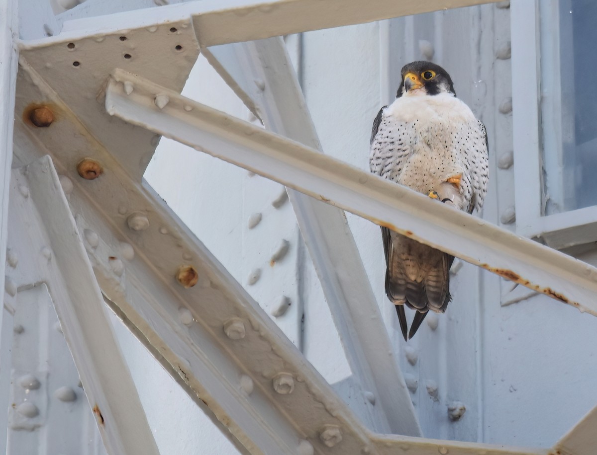Peregrine Falcon (Tundra) - Miguel Ángel Mora Quintana
