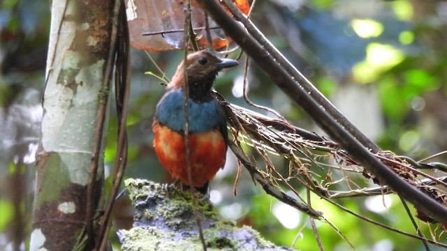 Papuan Pitta - ML625071531