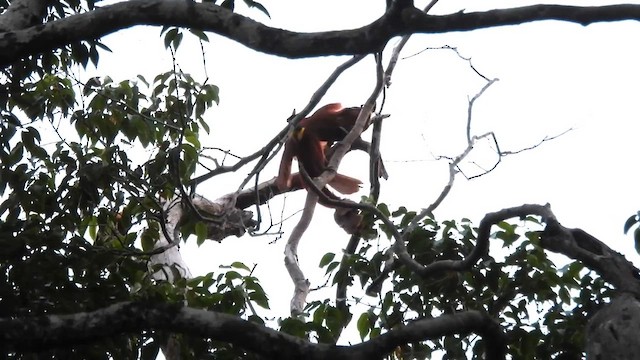 Red Bird-of-Paradise - ML625071557