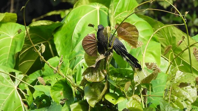 Lesser Black Coucal - ML625071565
