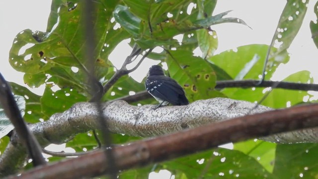 White-bellied Thicket-Fantail - ML625071572