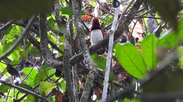 King Bird-of-Paradise - ML625071581