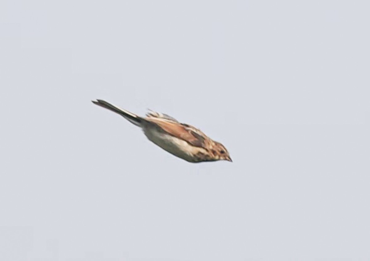Pallasammer - ML625071611