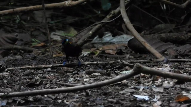 Wilson's Bird-of-Paradise - ML625071640