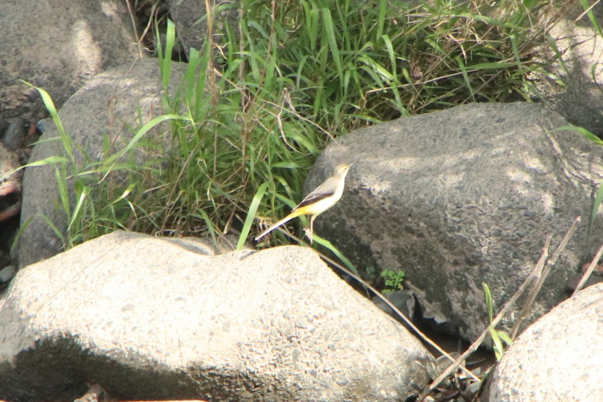 Gray Wagtail - ML625071656
