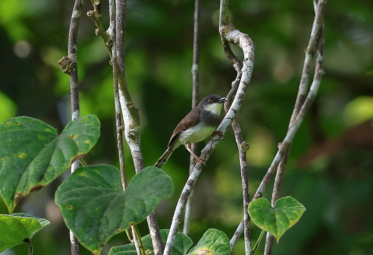 Gray-breasted Prinia - ML625071788