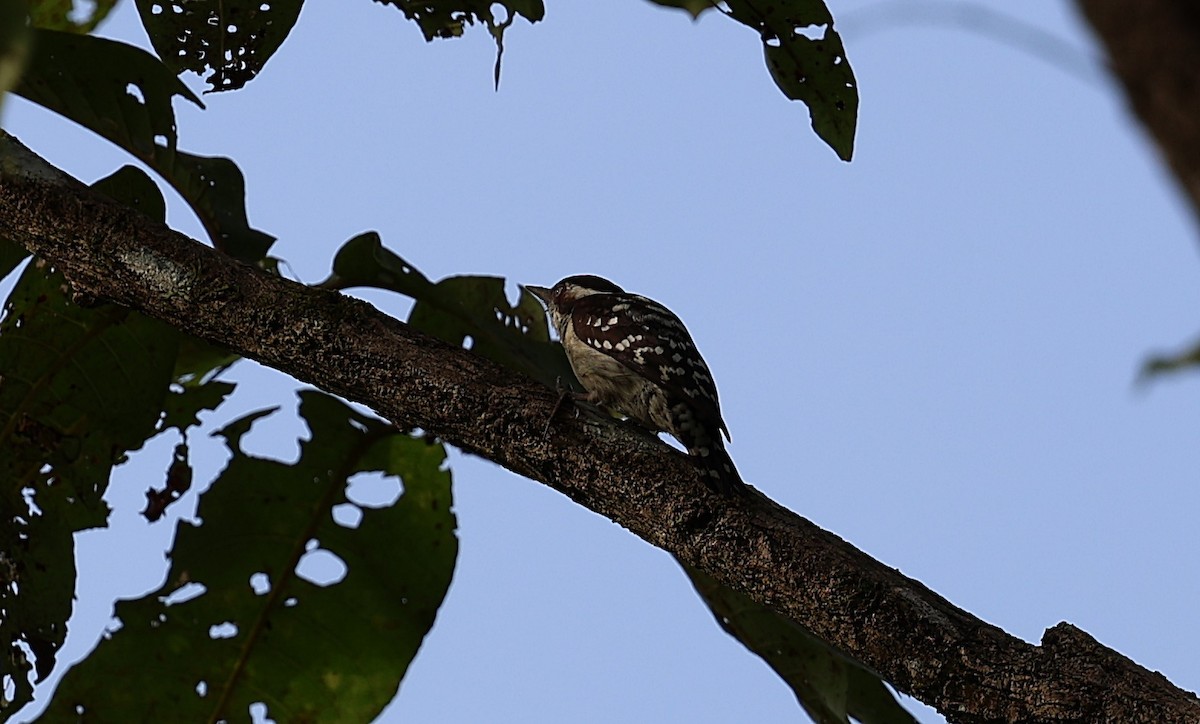 Brown-capped Pygmy Woodpecker - raveendran kc