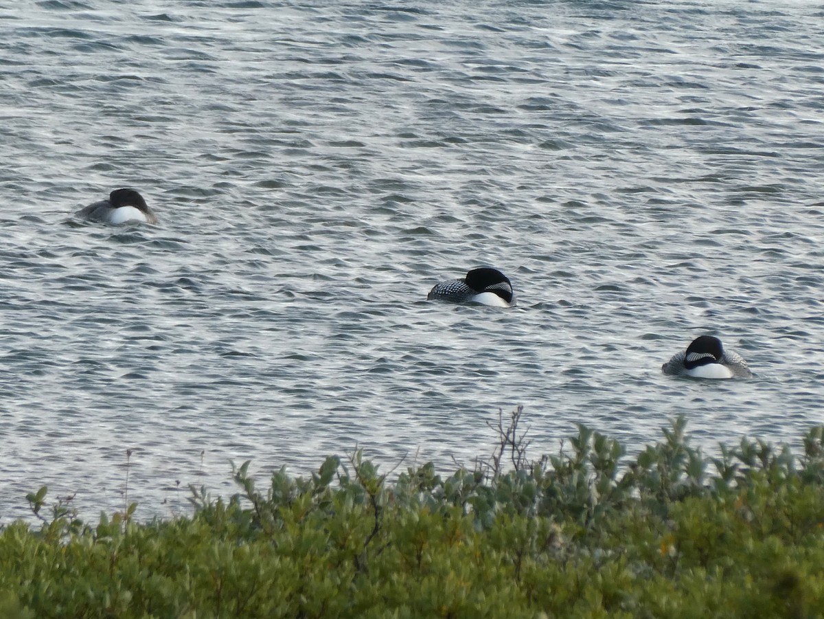 Common Loon - ML625071845