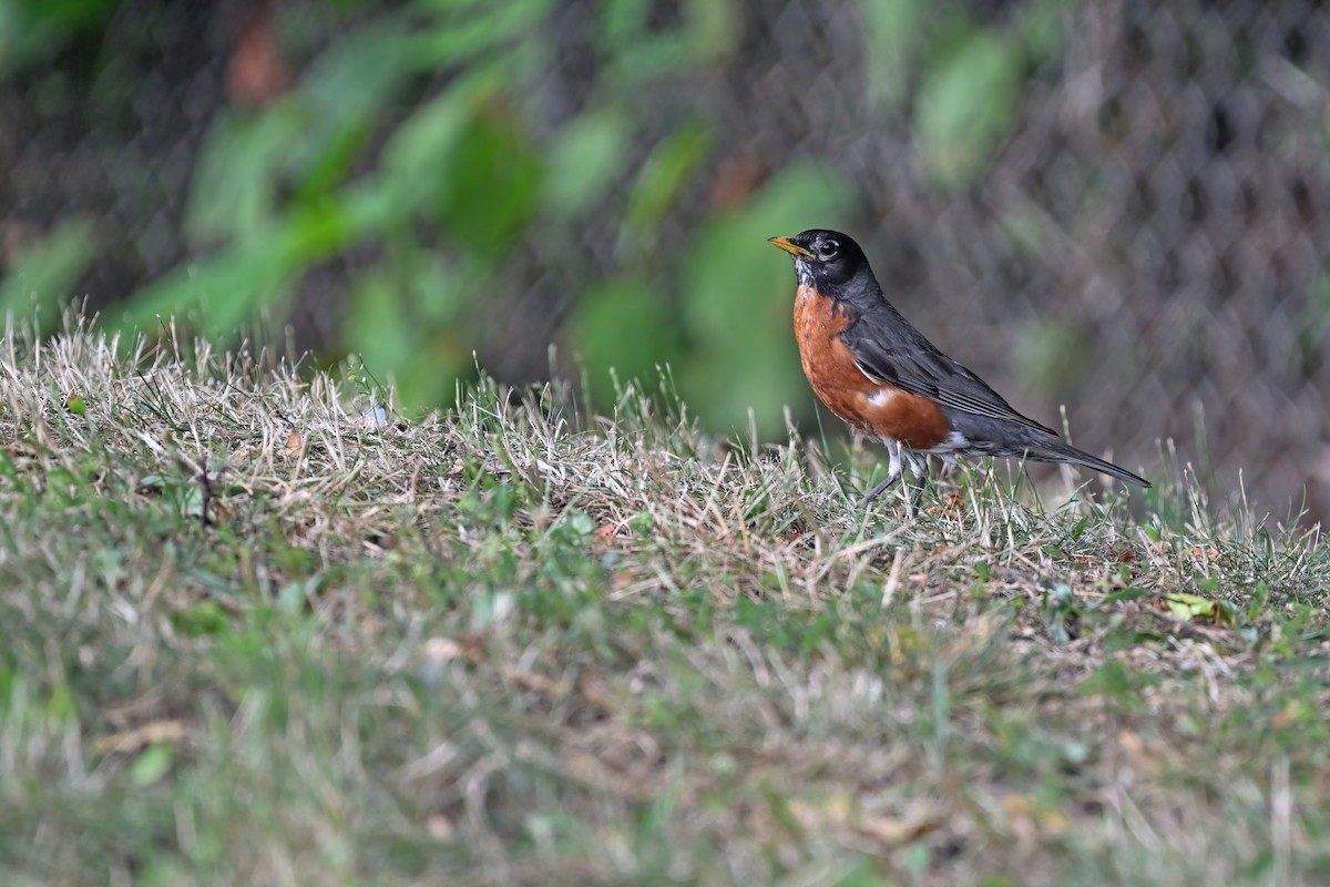 American Robin - ML625071877