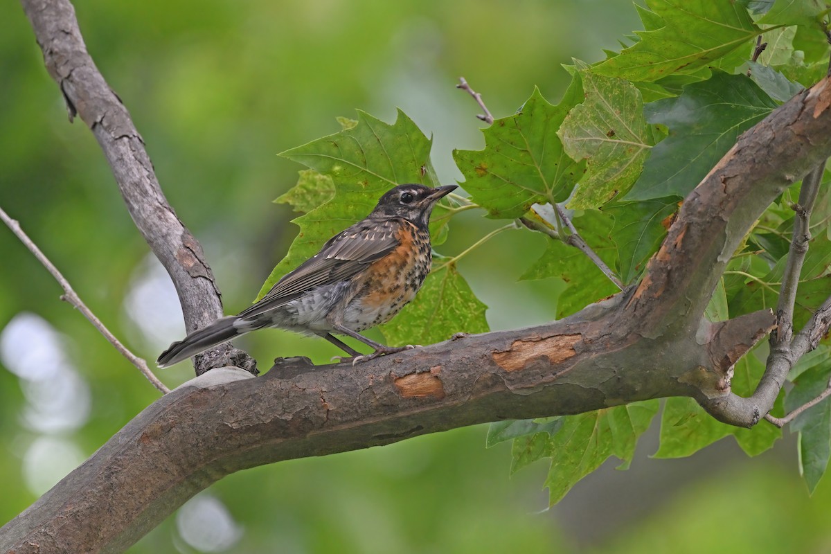 American Robin - ML625071878