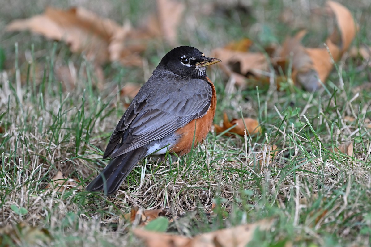 American Robin - ML625071879