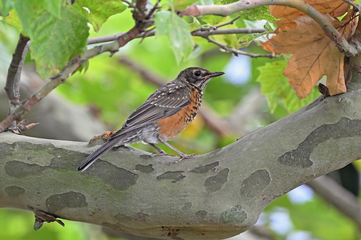 American Robin - ML625071880