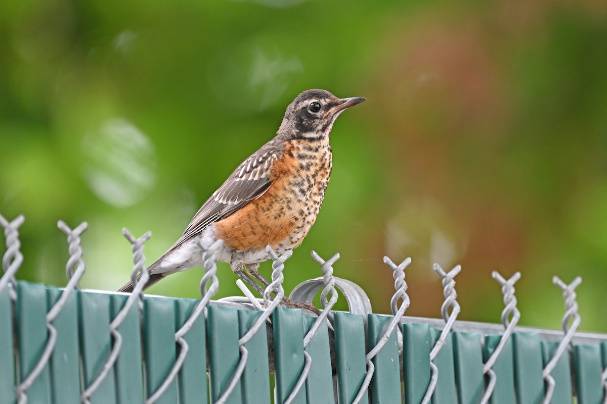 American Robin - ML625071881