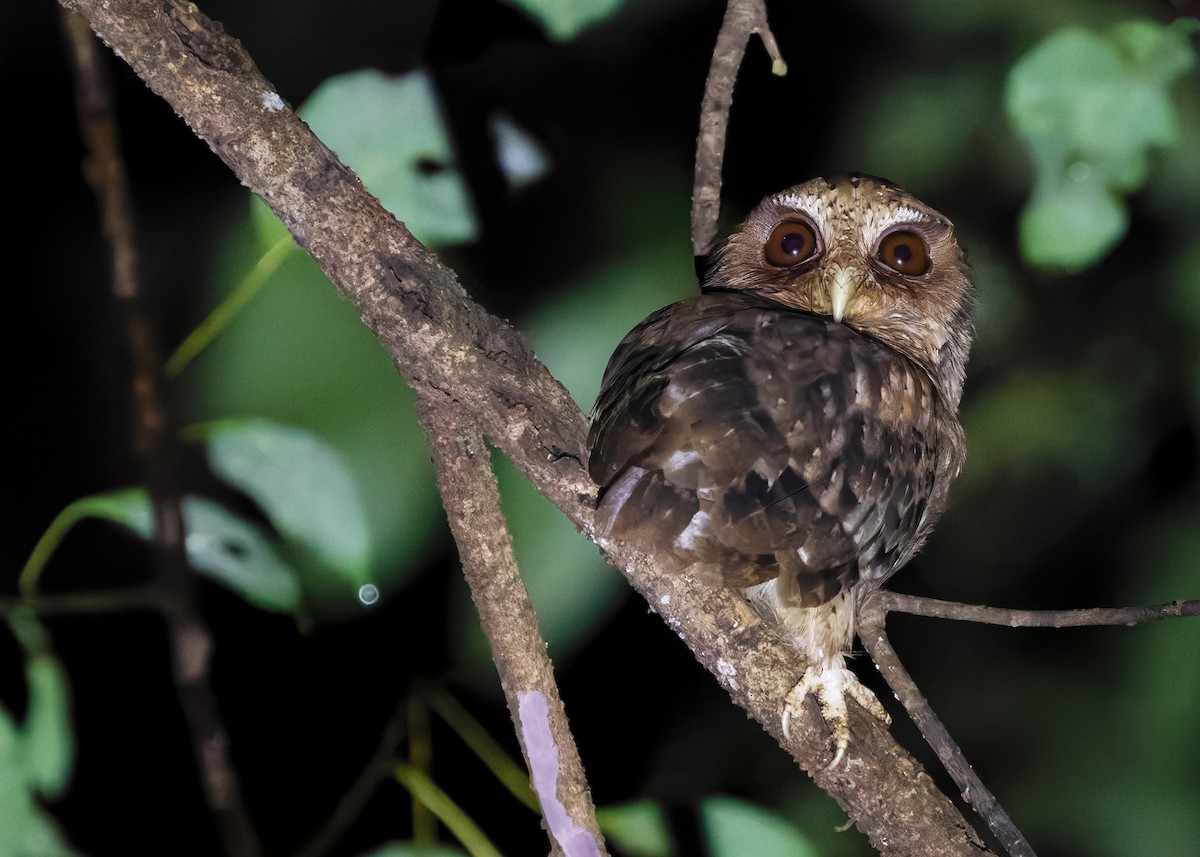 Reddish Scops-Owl - Ayuwat Jearwattanakanok