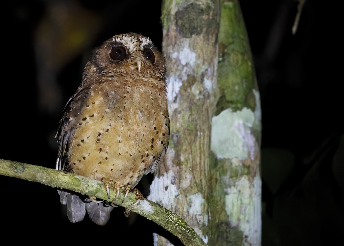 Reddish Scops-Owl - Ayuwat Jearwattanakanok