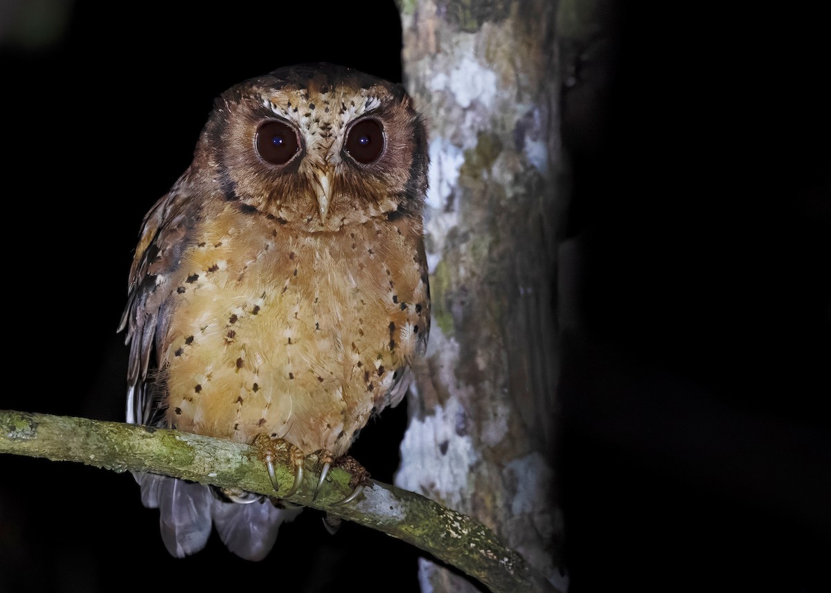 Reddish Scops-Owl - Ayuwat Jearwattanakanok