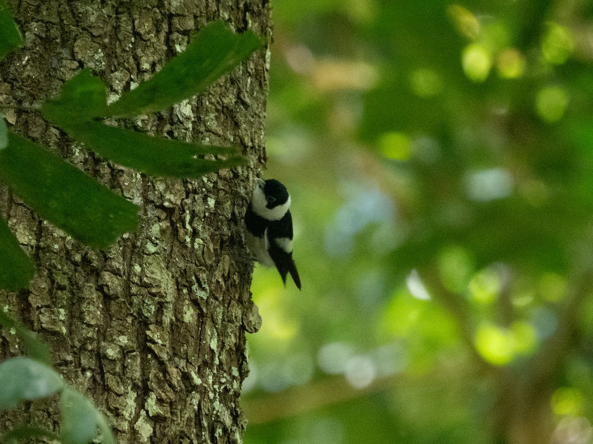 Pied Monarch - ML625071970