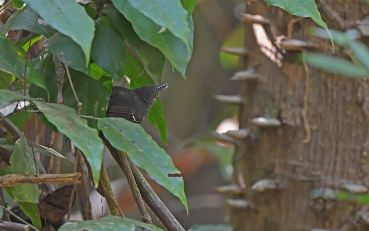 Willis's Antbird - ML625071977