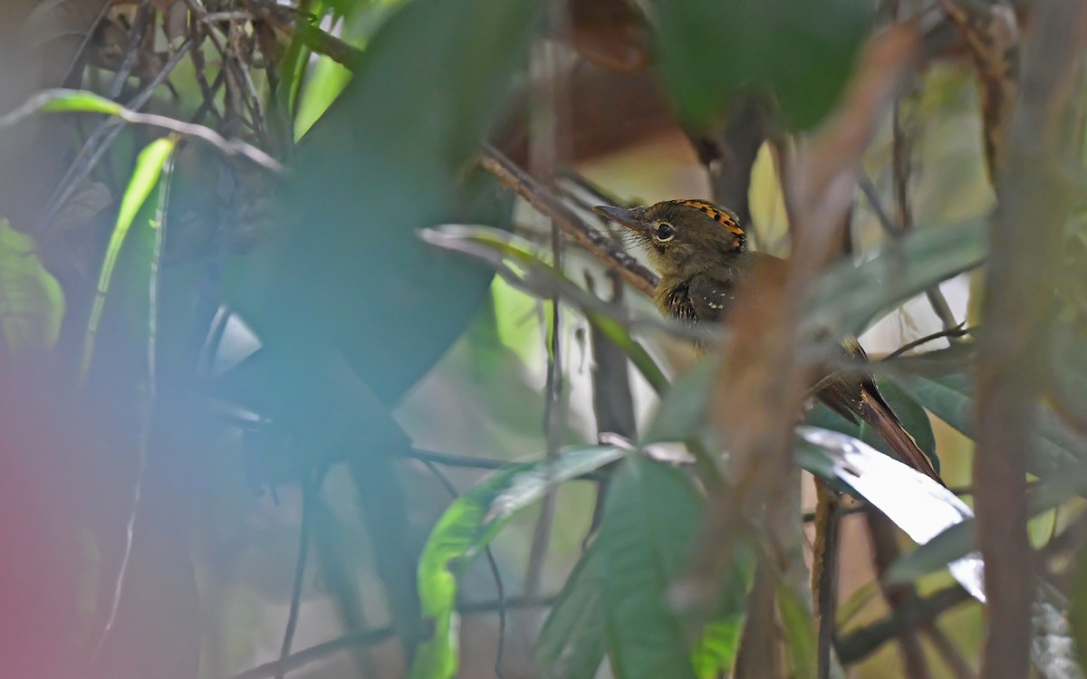 Tropical Royal Flycatcher (Amazonian) - ML625072012