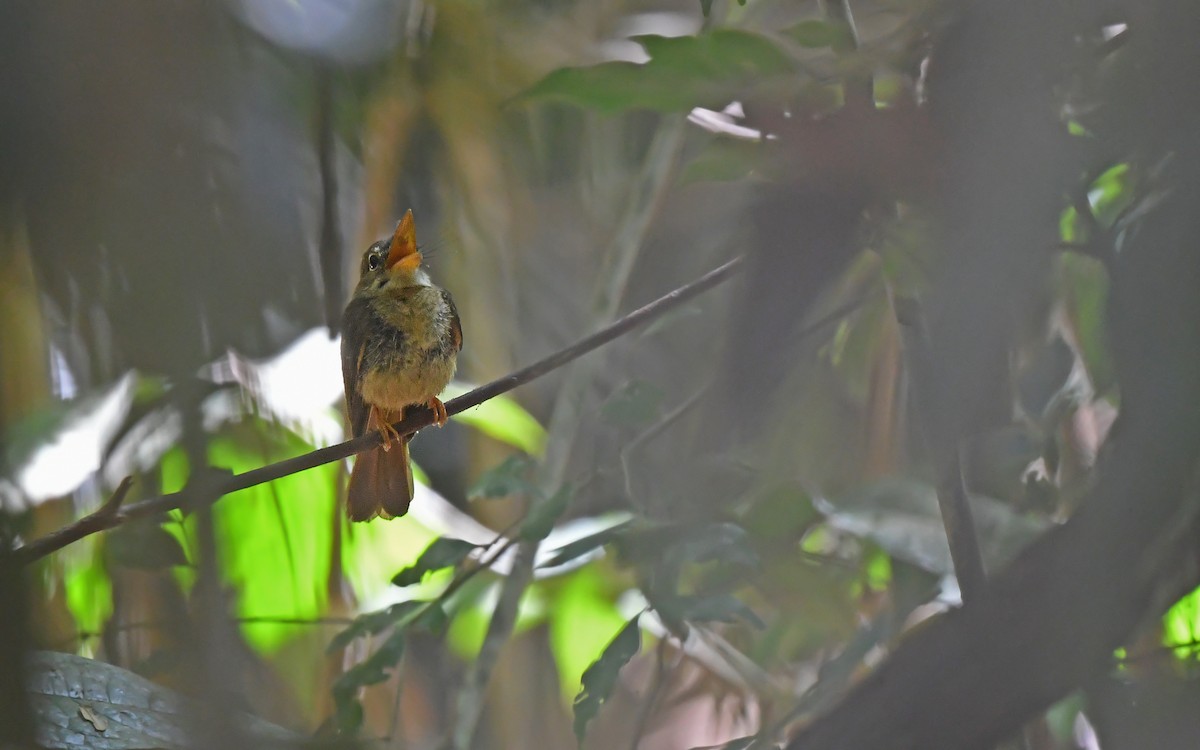 Tropical Royal Flycatcher (Amazonian) - ML625072013