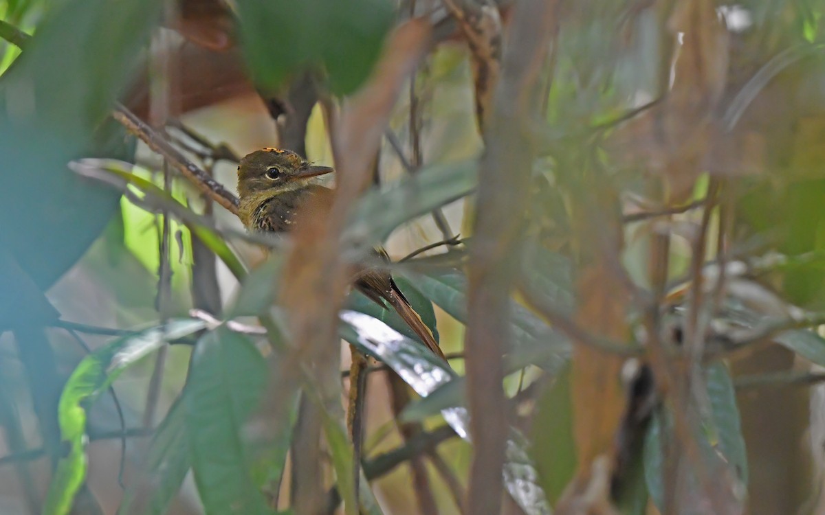 Tropical Royal Flycatcher (Amazonian) - ML625072014