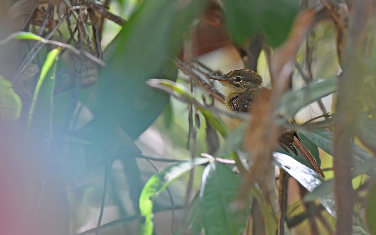 Tropical Royal Flycatcher (Amazonian) - ML625072015
