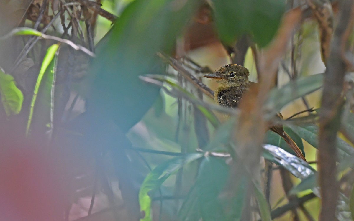 Tropical Royal Flycatcher (Amazonian) - ML625072016