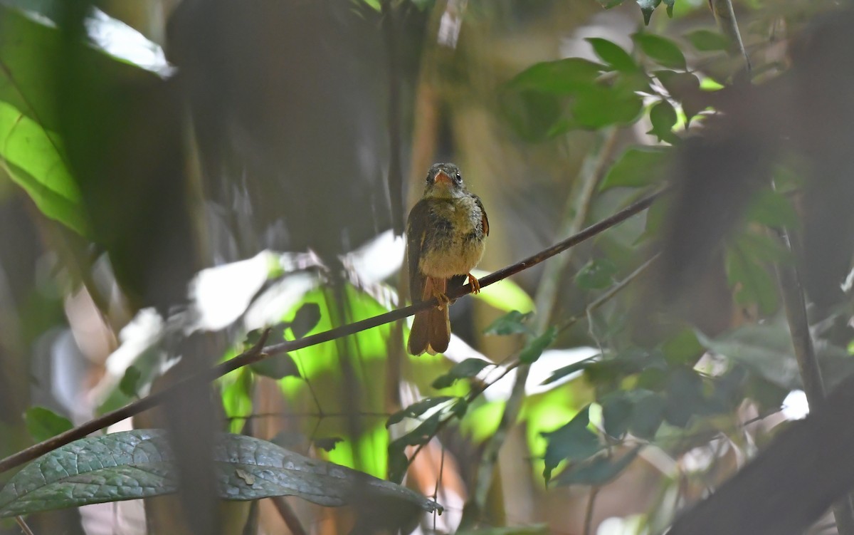 Tropical Royal Flycatcher (Amazonian) - ML625072017