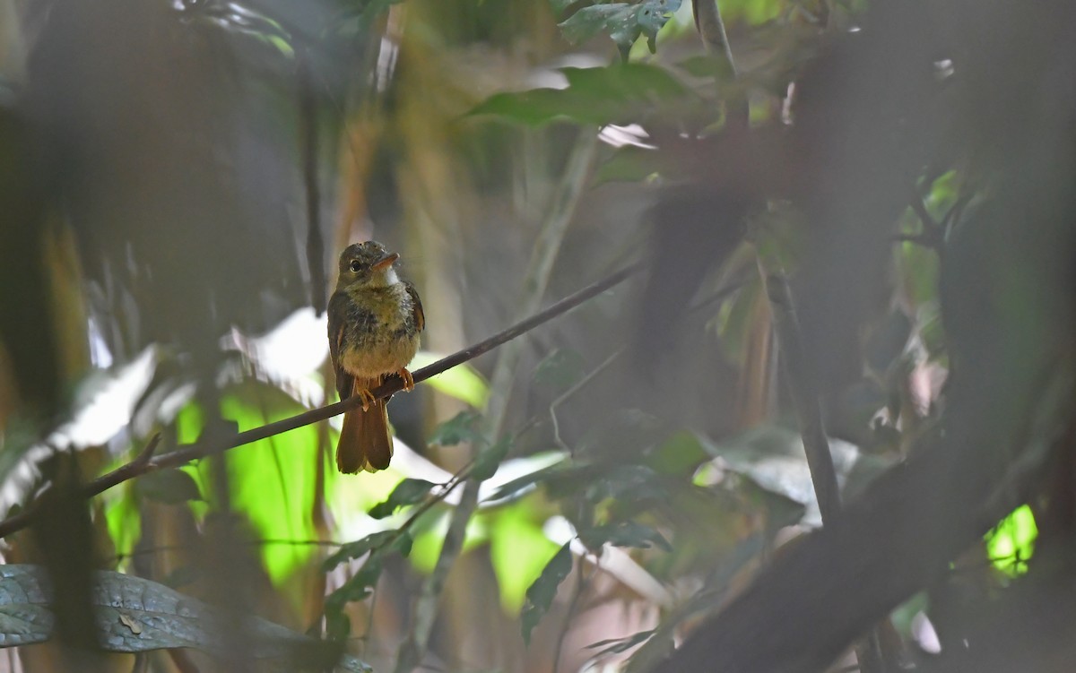 Tropical Royal Flycatcher (Amazonian) - ML625072018