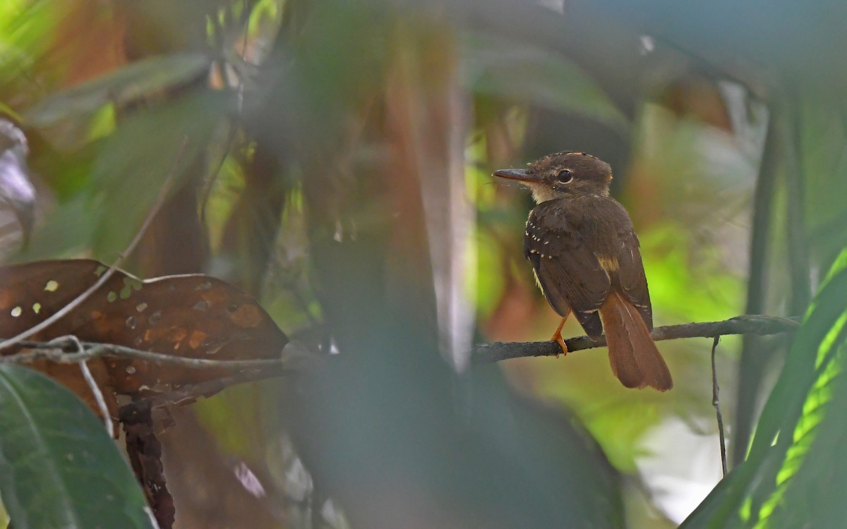 Tropical Royal Flycatcher (Amazonian) - ML625072019