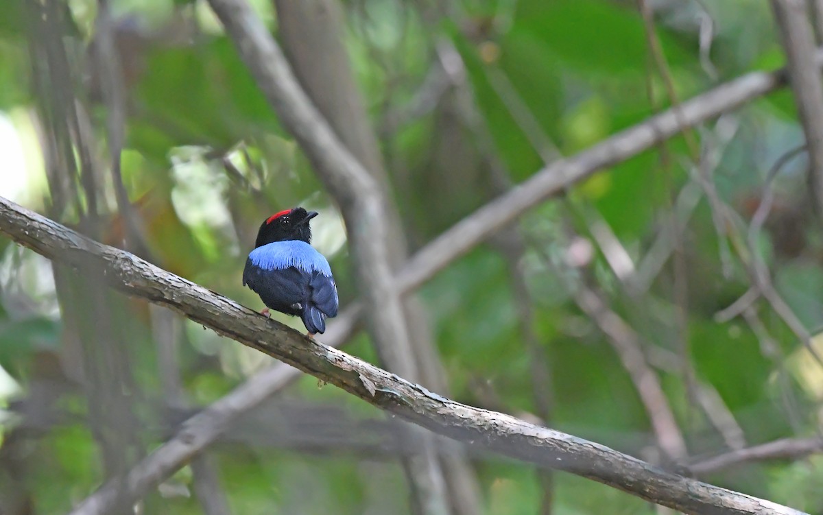 Blue-backed Manakin - ML625072032