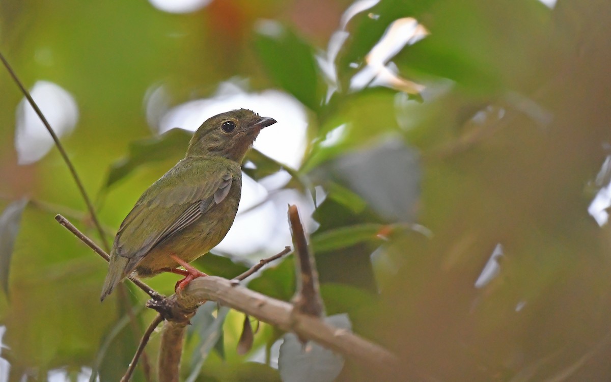 Blue-backed Manakin - ML625072034