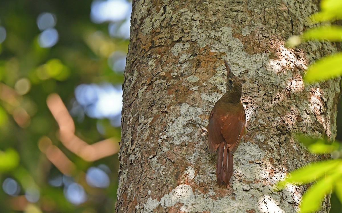 Amazonian Barred-Woodcreeper (Todd's) - Christoph Moning