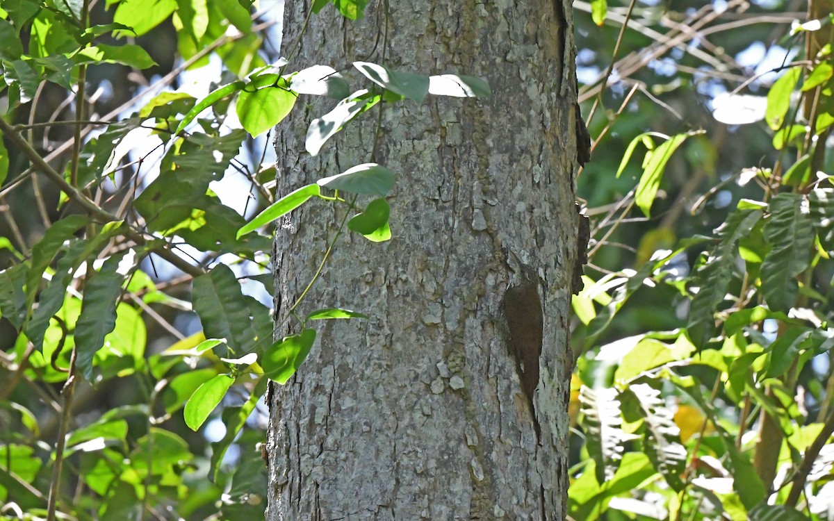 Dusky-capped Woodcreeper - ML625072053