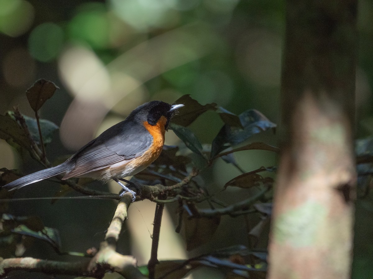 Australian Spectacled Monarch - ML625072205