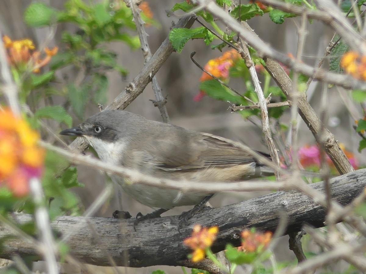 Western Orphean Warbler - ML625072328