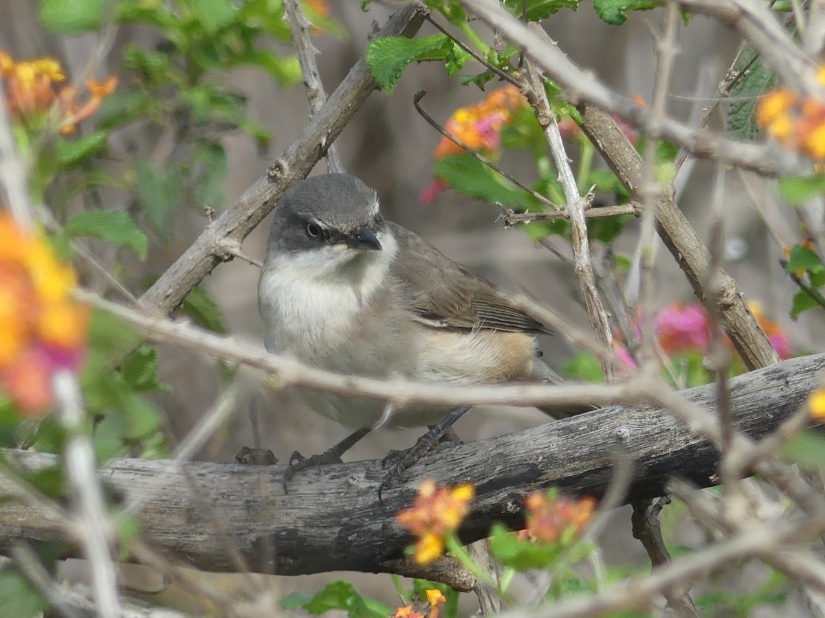 Western Orphean Warbler - ML625072329