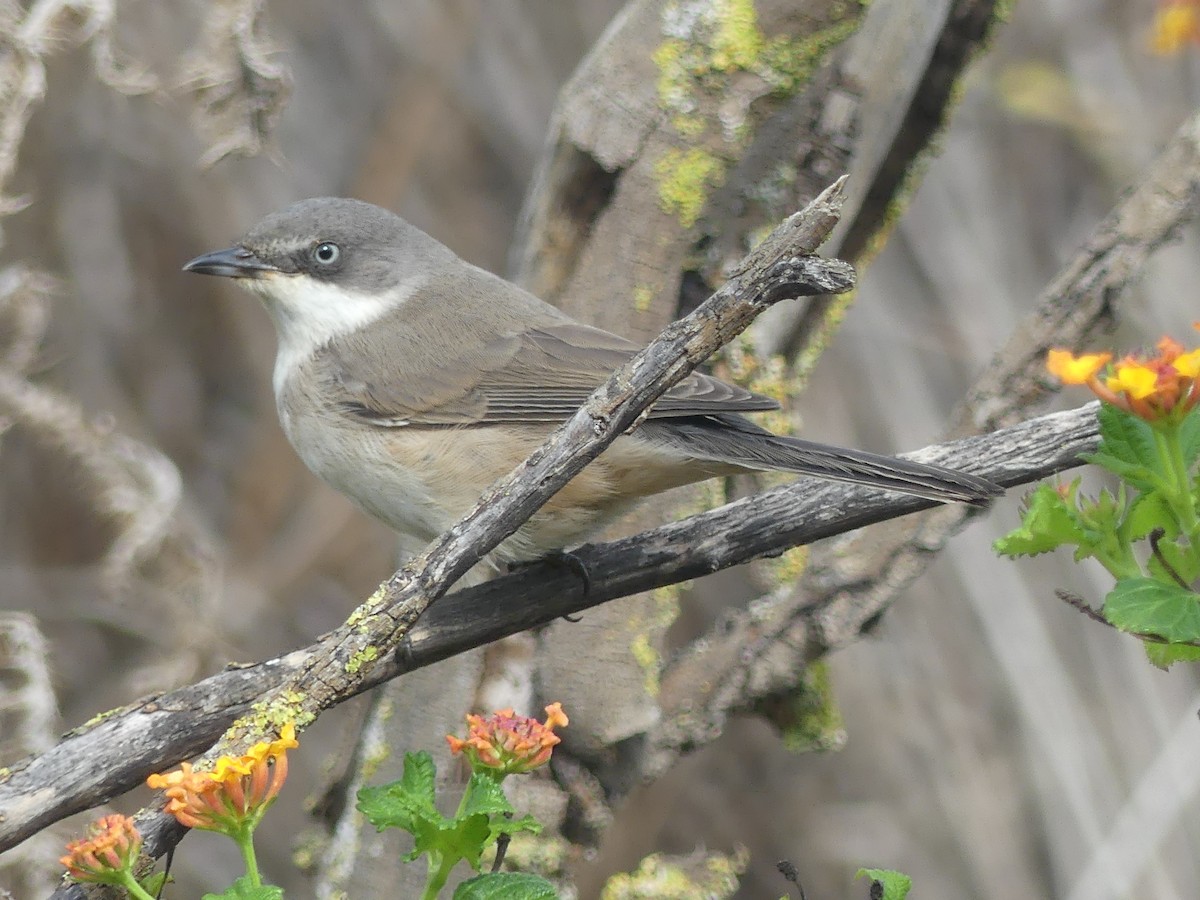 Western Orphean Warbler - ML625072330