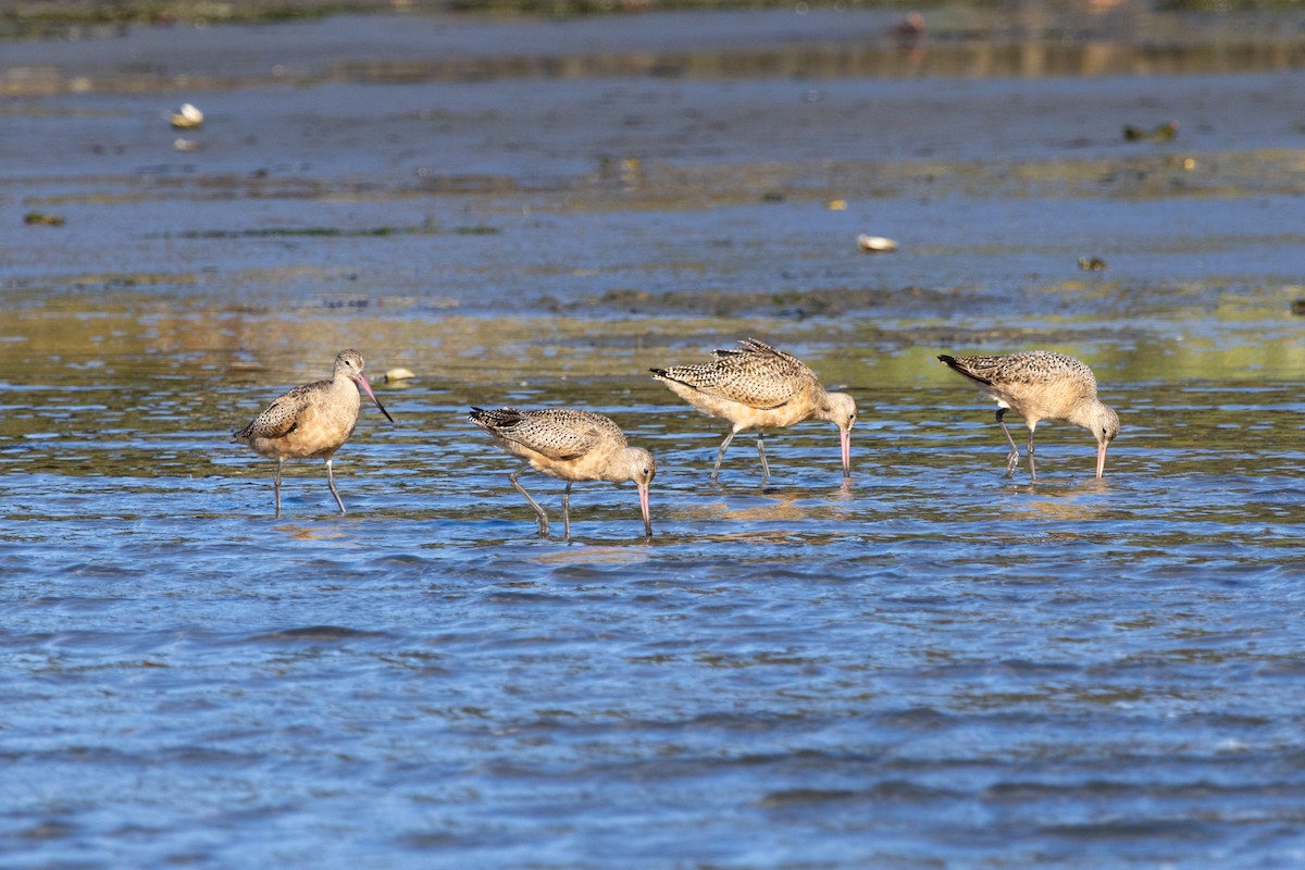 Marbled Godwit - ML625072356