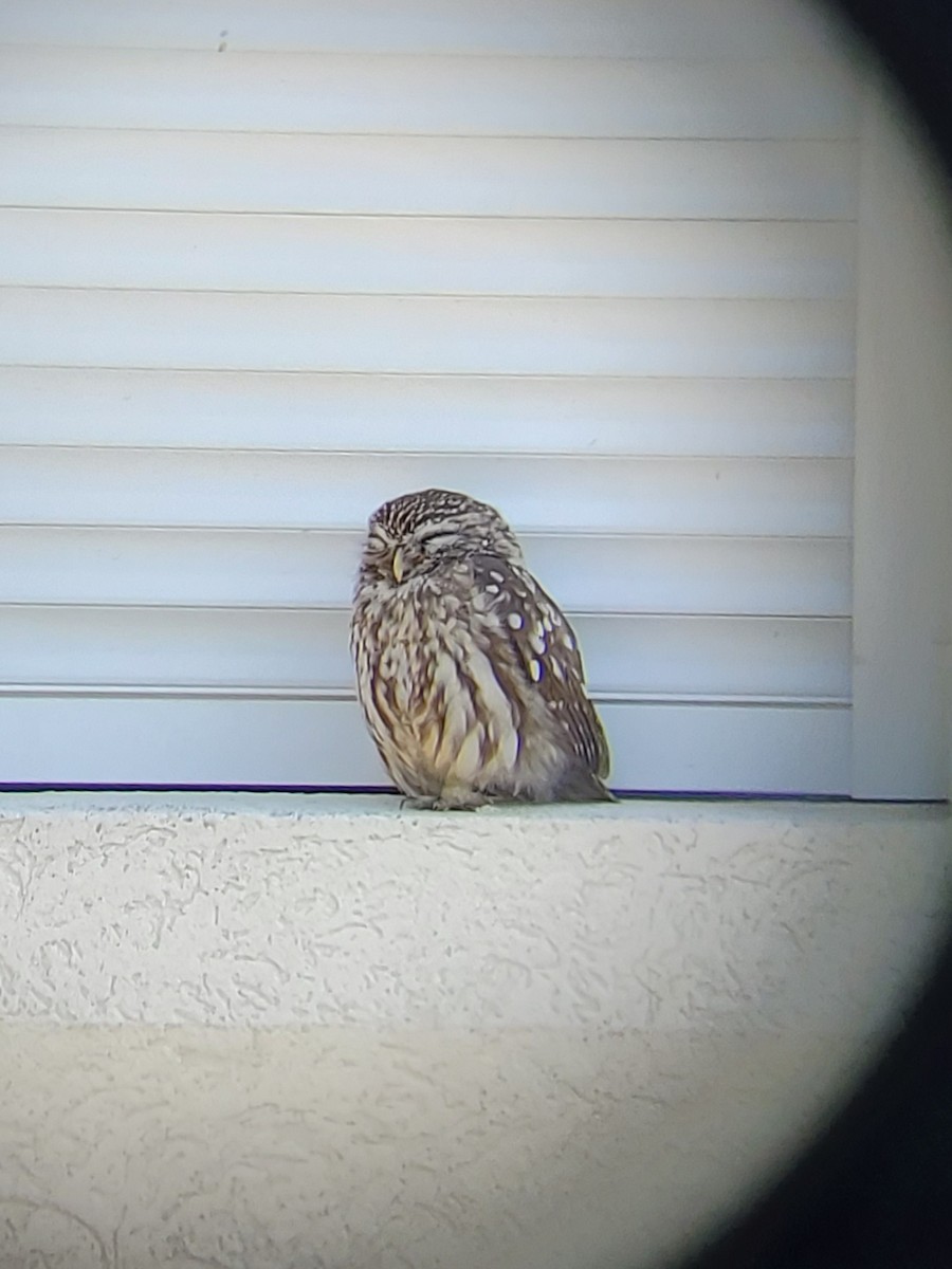 Little Owl - ML625072405