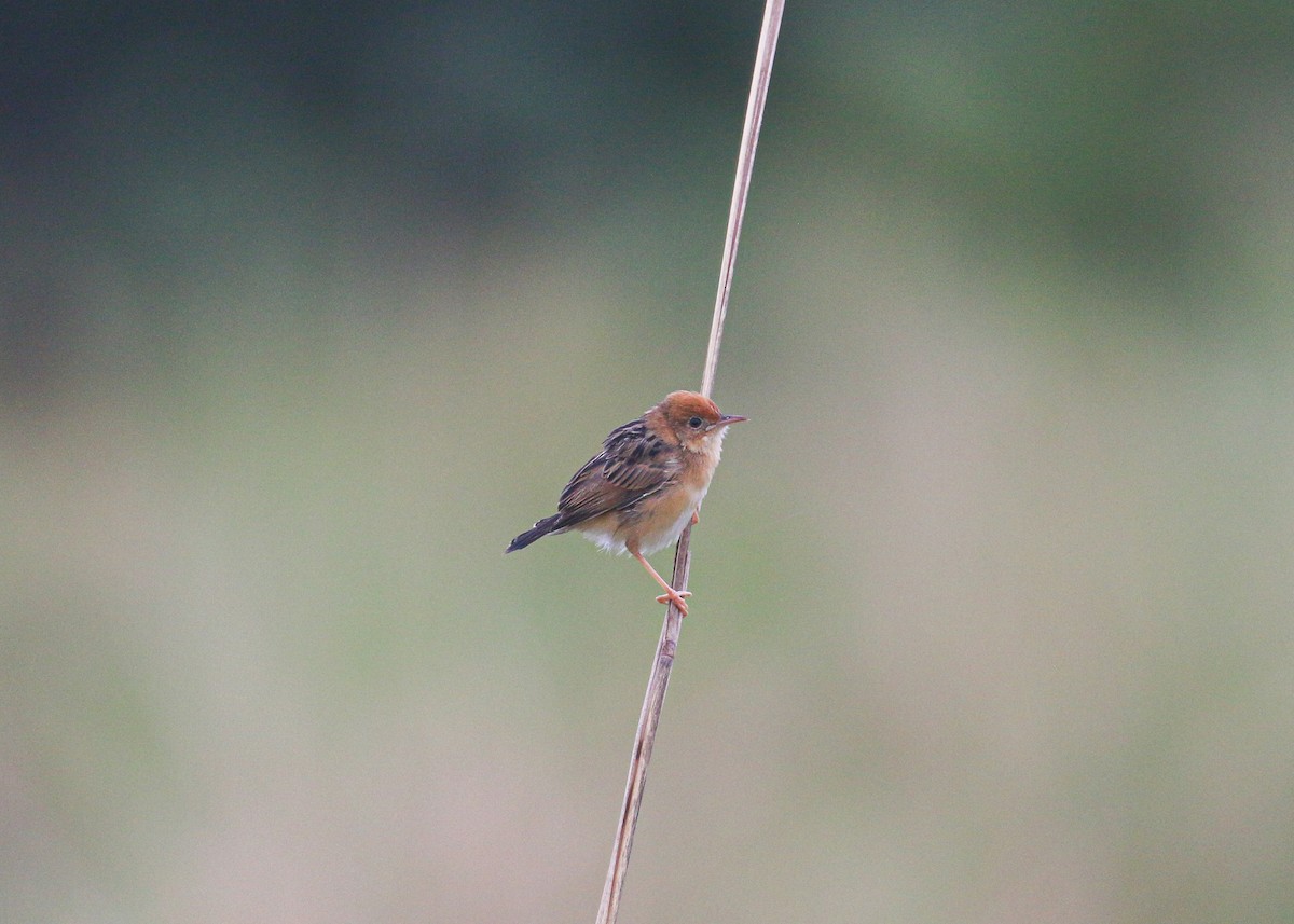 Golden-headed Cisticola - ML625072447