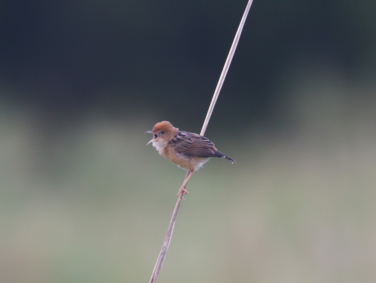 Golden-headed Cisticola - ML625072448