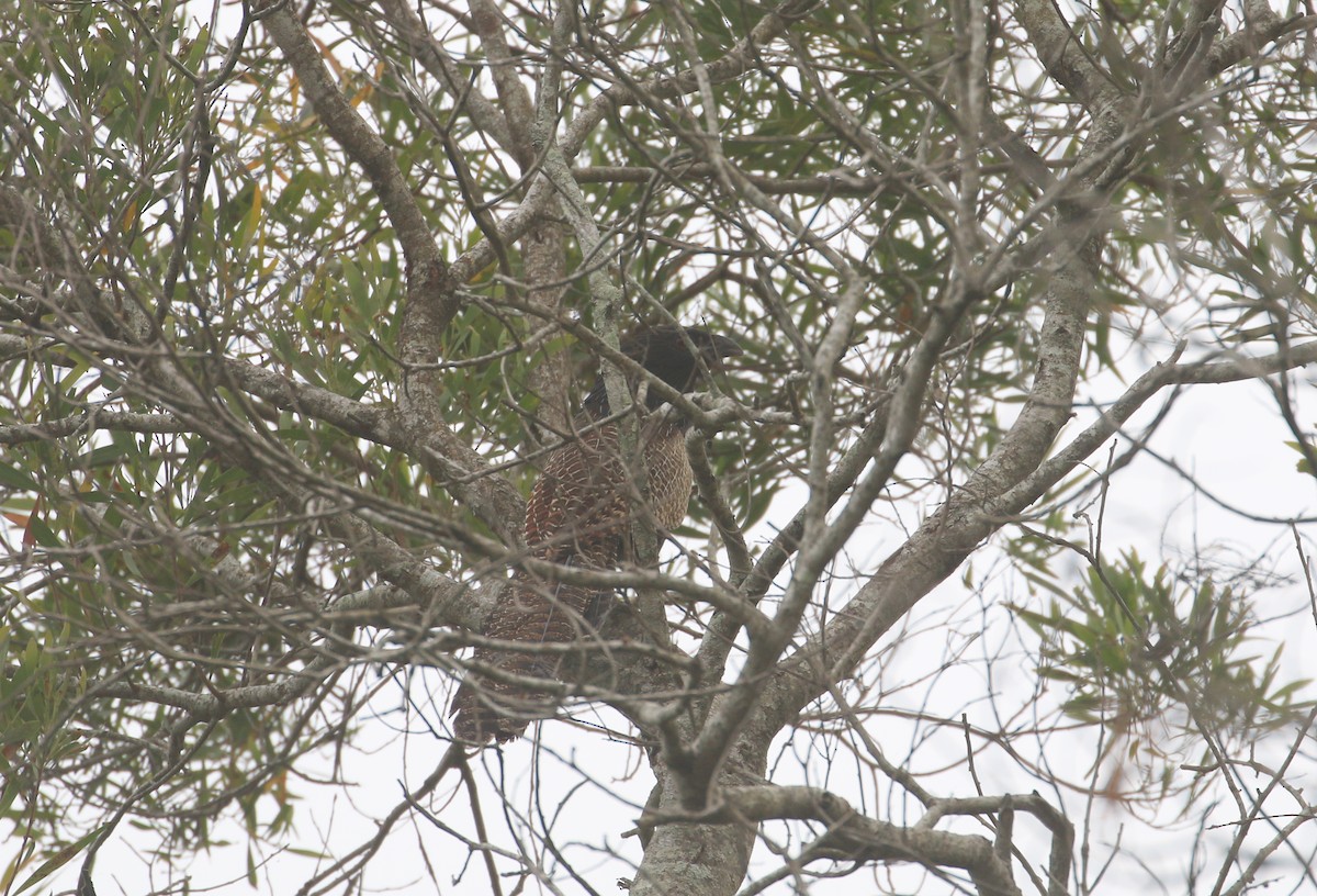 Pheasant Coucal (Pheasant) - ML625072459