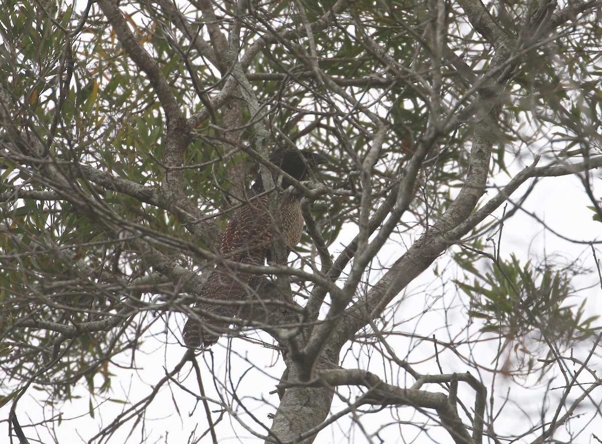 Pheasant Coucal (Pheasant) - ML625072460