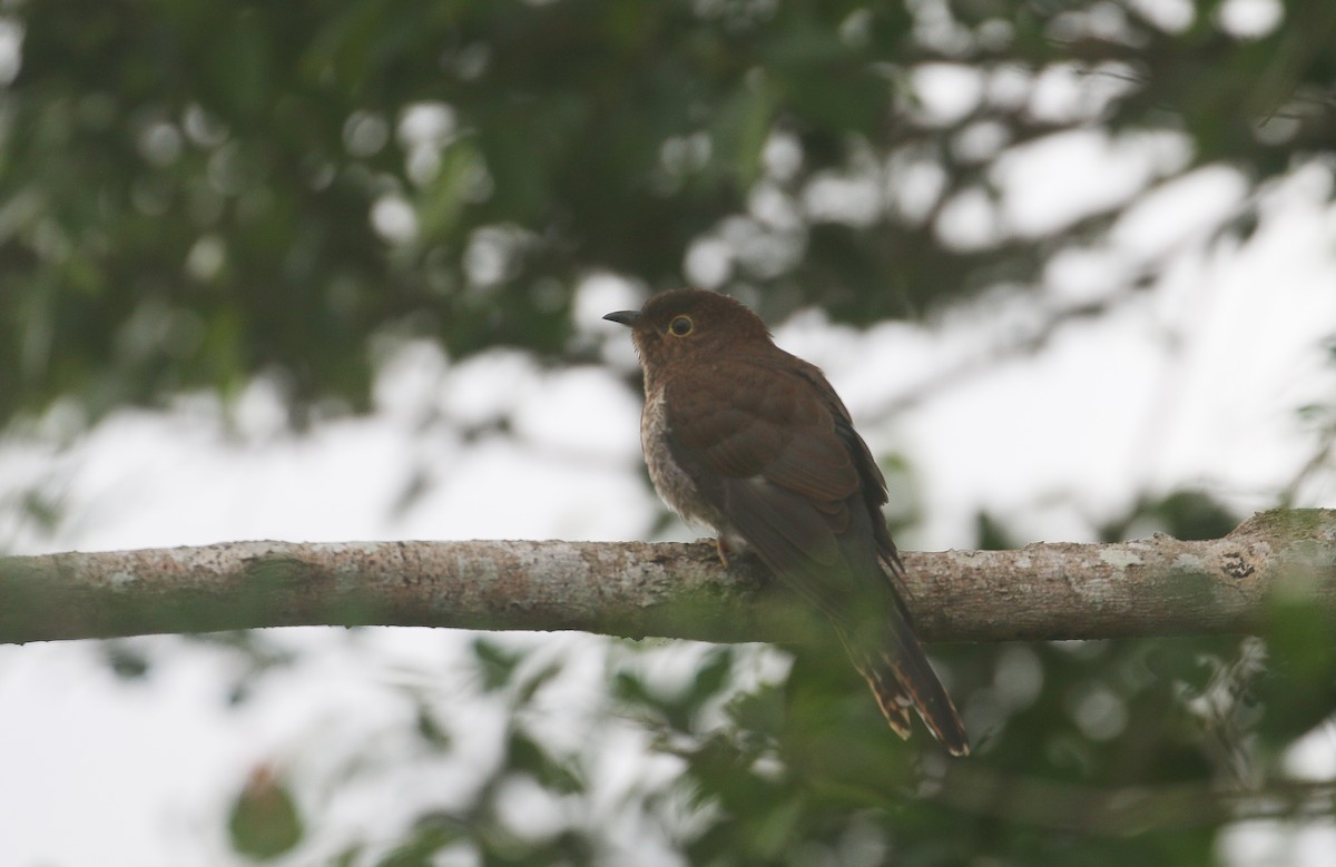 Fan-tailed Cuckoo - ML625072477