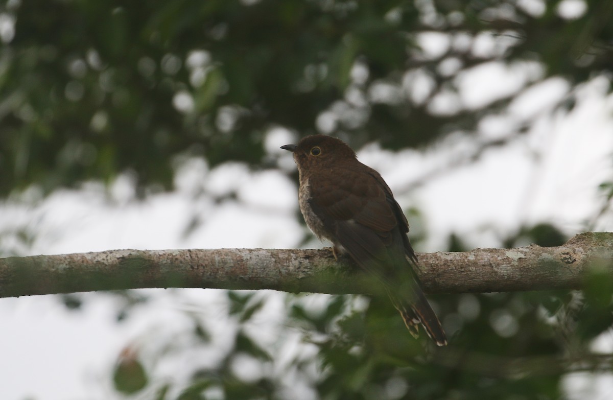 Fan-tailed Cuckoo - ML625072478