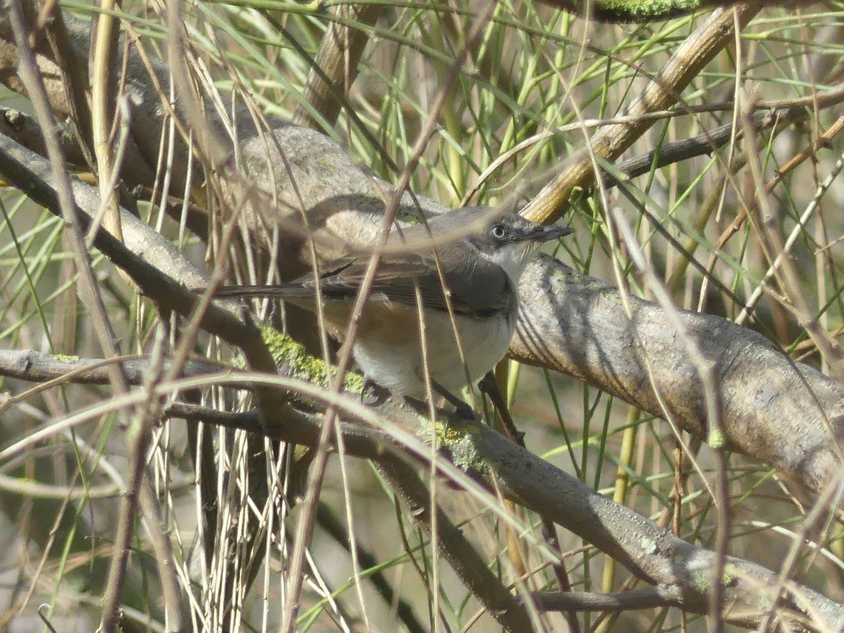 Western Orphean Warbler - ML625072494